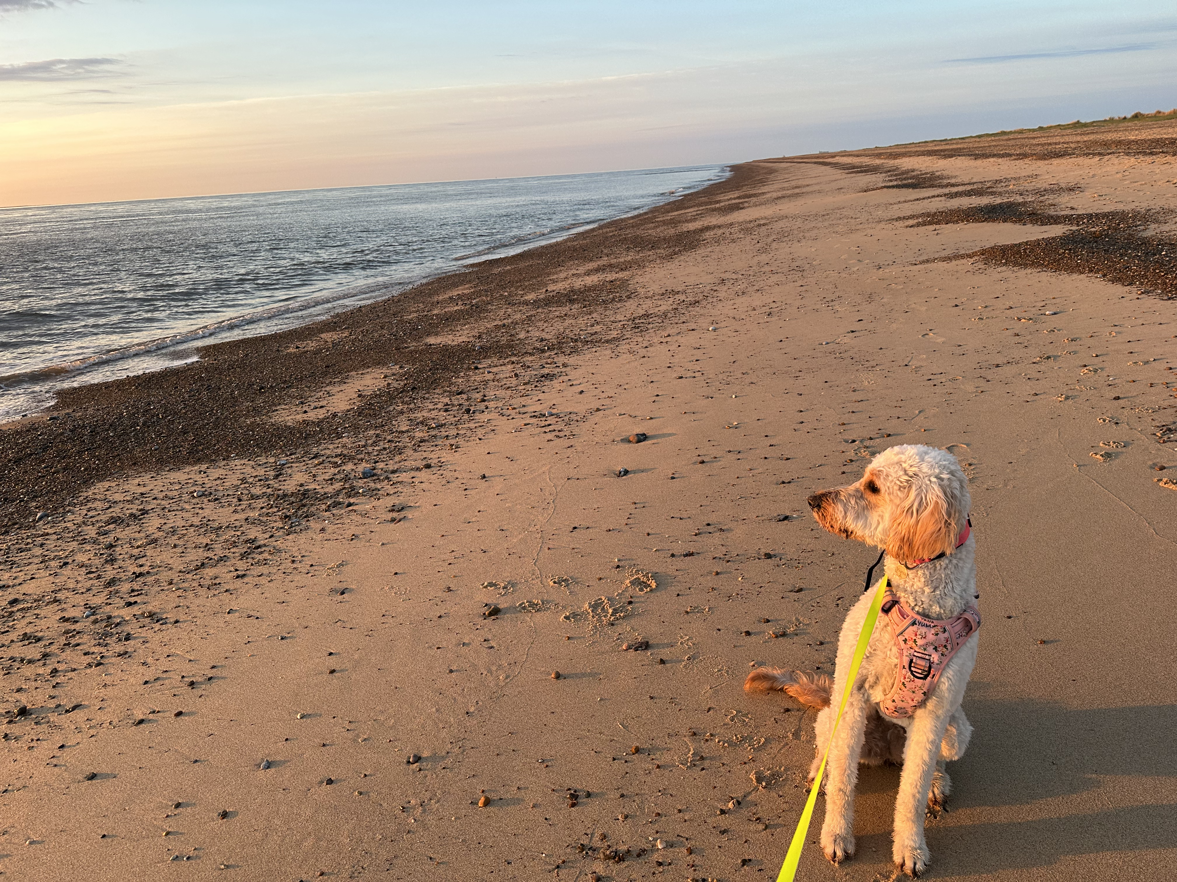Calm dog sitting on the beach